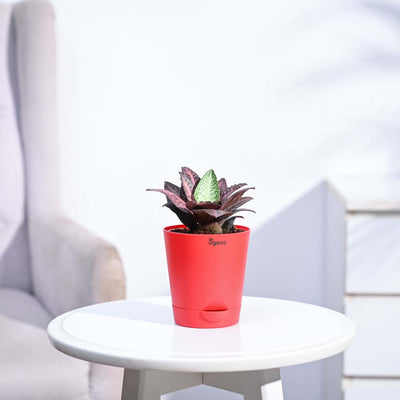 Euphorbia Francoisii Hybrid