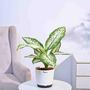 Dieffenbachia Delilah - Large