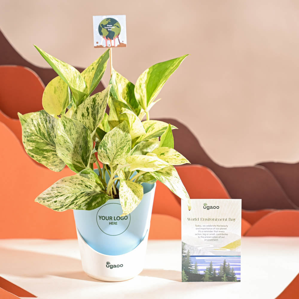 Money Plant Marble For Environment Day Gifting