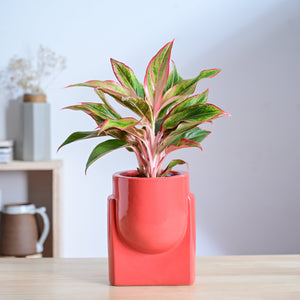 Cats are Gods Ceramic Planter