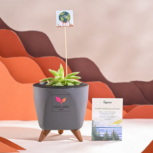 Haworthia Cooperi Fleshy For Environment Day Gifting