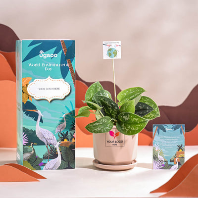 Satin Pothos Argyraeus-small For Environment Day Gifting
