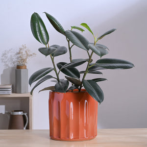 Blushing Sun Ceramic Planter