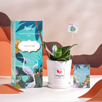 Snake Plant - Green For Environment Day Gifting