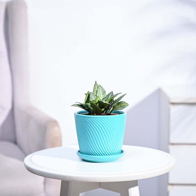 Euphorbia Francoisii Green