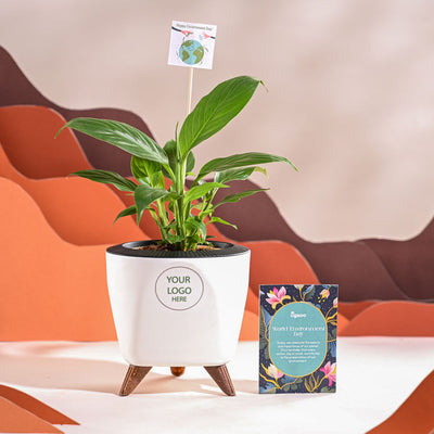 Peace Lily For Environment Day Gifting