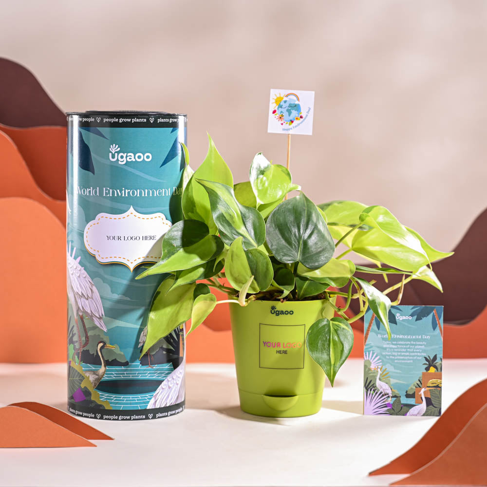 Philodendron Brasil Plant For Environment Day Gifting