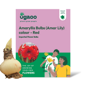 Amaryllis (Amar lily) flower bulb - Red