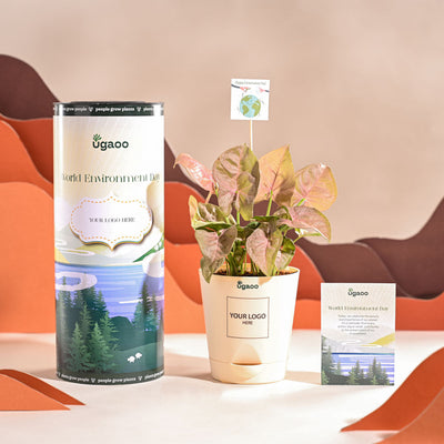Syngonium Pink Plant For Environment Day Gifting
