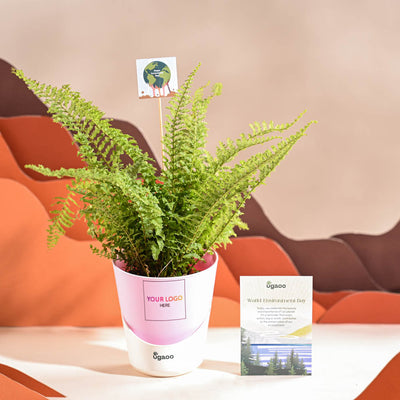 Fern Morpankhi For Environment Day Gifting