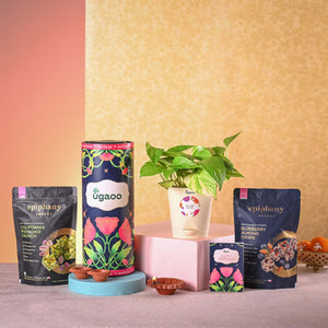 Money plant variegated and Epiphany Snacks Diwali Gift Hamper