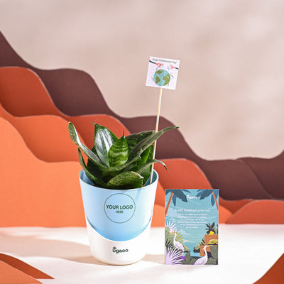 Snake Plant - Green For Environment Day Gifting