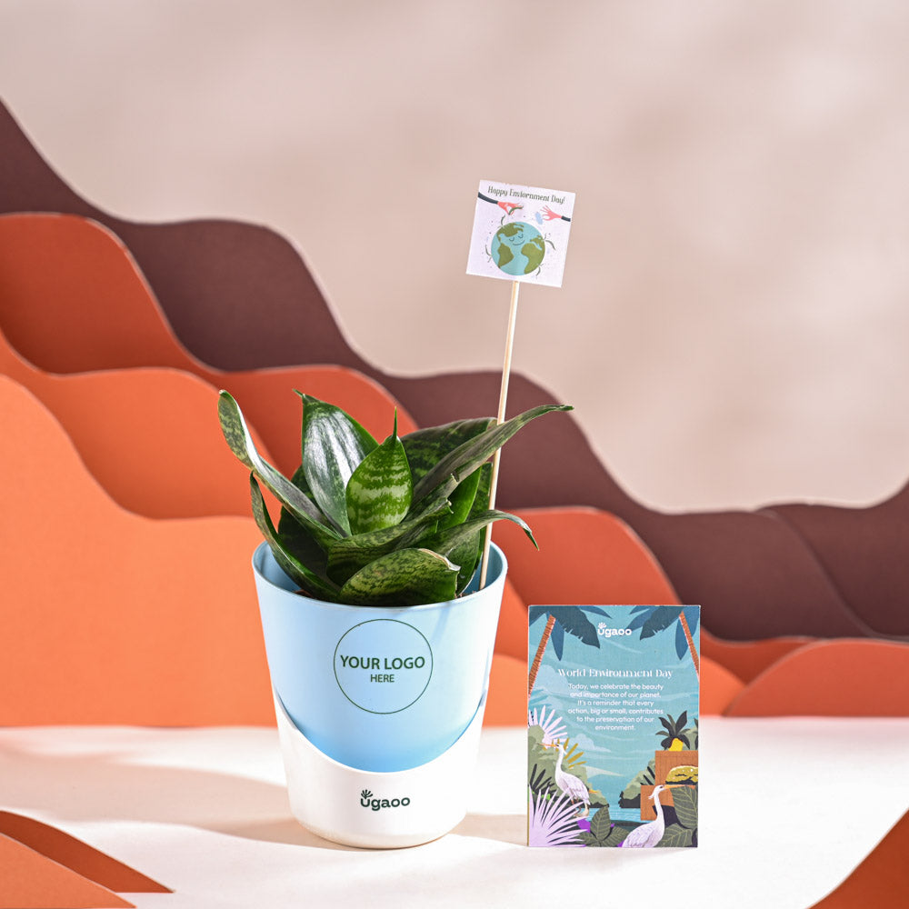 Snake Plant - Green For Environment Day Gifting