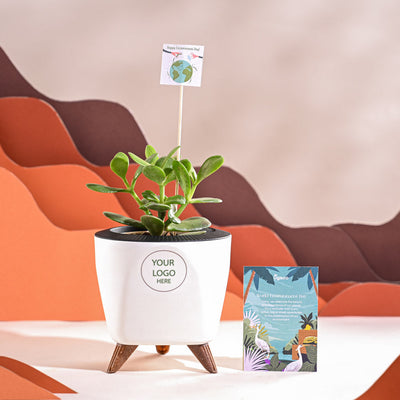 Crassula Ovata Plant For Environment Day Gifting