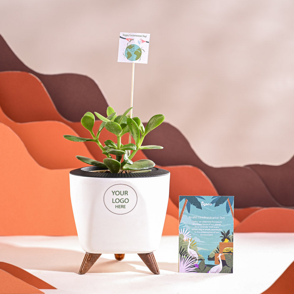 Crassula Ovata Plant For Environment Day Gifting