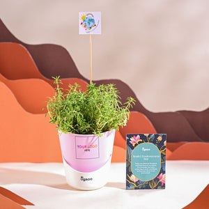Golden Sedum Plant For Environment Day Gifting