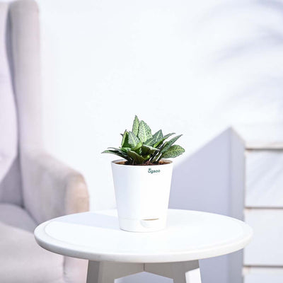 Euphorbia Francoisii Green