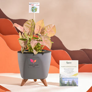 Syngonium Pink Plant For Environment Day Gifting