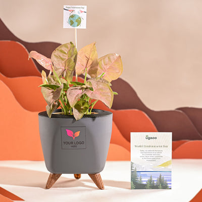 Syngonium Pink Plant For Environment Day Gifting