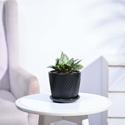 Euphorbia Francoisii Green