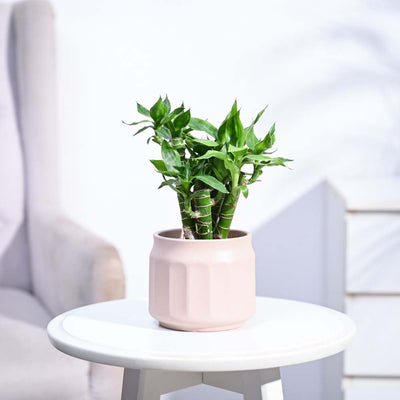 Lotus Lucky Bamboo 5 Sticks