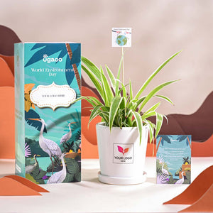 Spider Plant For Environment Day Gifting