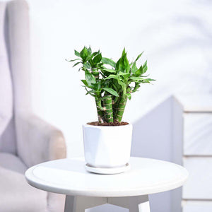 Lotus Lucky Bamboo 5 Sticks