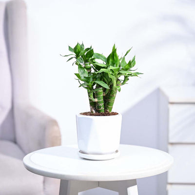 Lotus Lucky Bamboo 5 Sticks