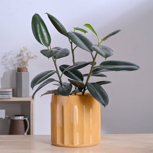 Blushing Sun Ceramic Planter