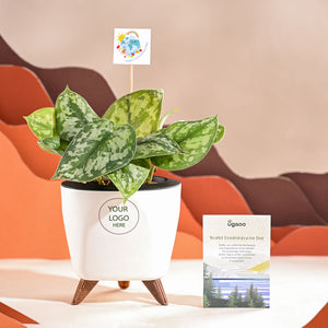 Money Plant Satin For Environment Day Gifting