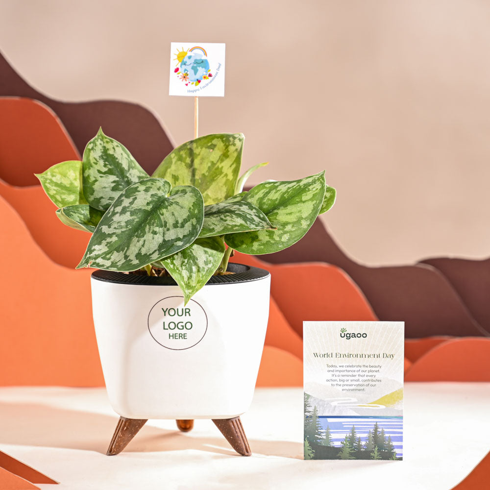 Money Plant Satin For Environment Day Gifting