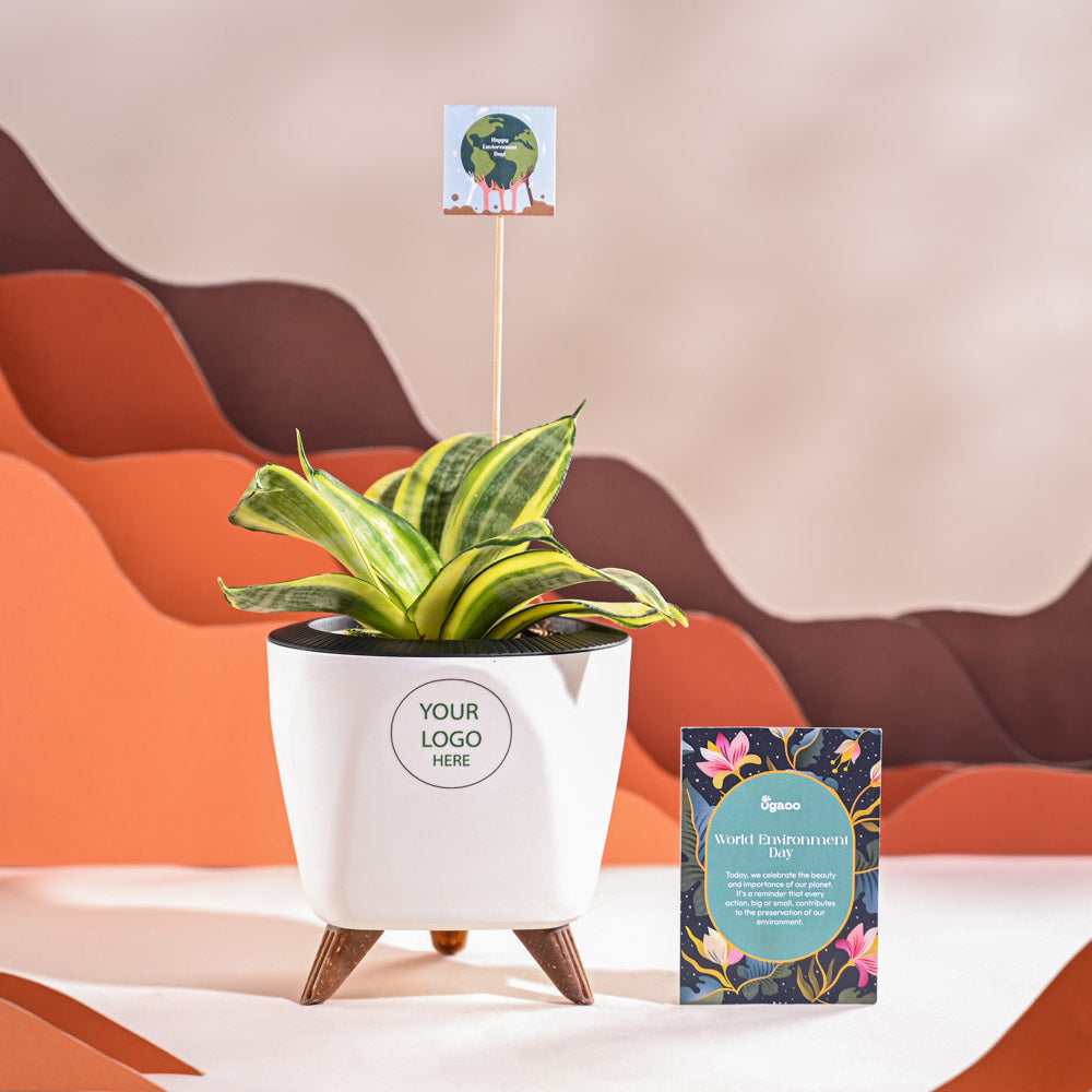 Snake Plant - Golden For Environment Day Gifting
