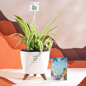 Spider Plant For Environment Day Gifting