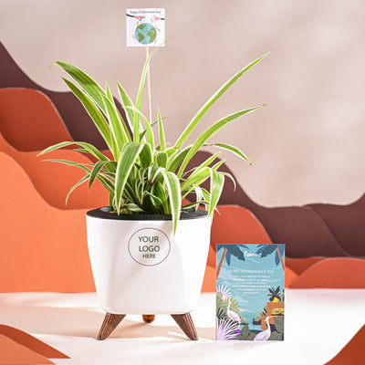 Spider Plant For Environment Day Gifting