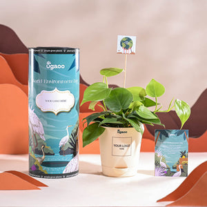 Philodendron Oxycardium Green Plant For Environment Day Gifting