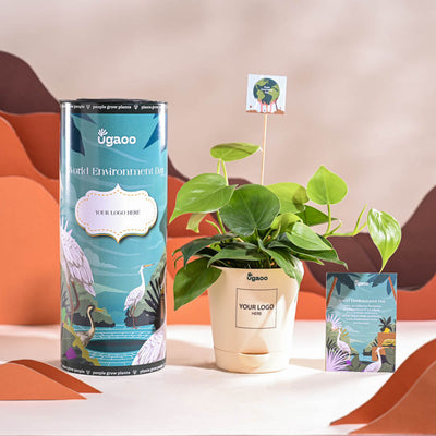 Philodendron Oxycardium Green Plant For Environment Day Gifting