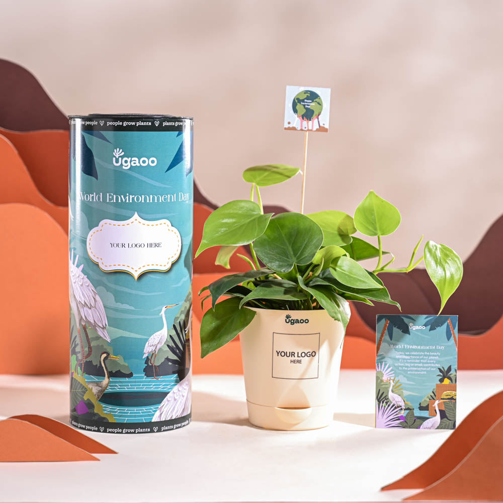 Philodendron Oxycardium Green Plant For Environment Day Gifting