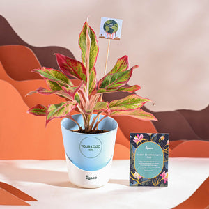 Aglaonema Red Plant For Environment Day Gifting