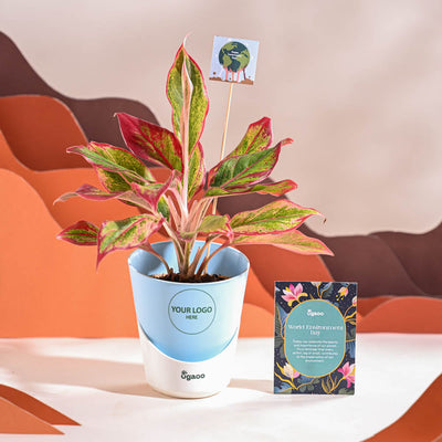 Aglaonema Red Plant For Environment Day Gifting