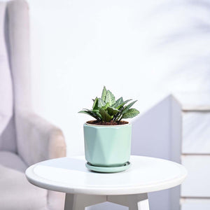 Euphorbia Francoisii Green