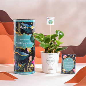 Peperomia Green Plant For Environment Day Gifting