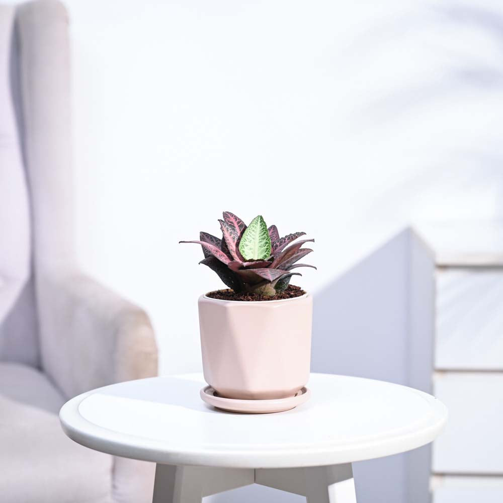 Euphorbia Francoisii Hybrid