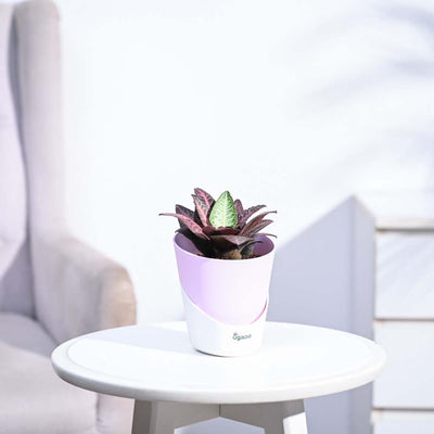 Euphorbia Francoisii Hybrid