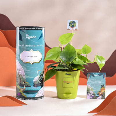 Philodendron Oxycardium Green Plant For Environment Day Gifting