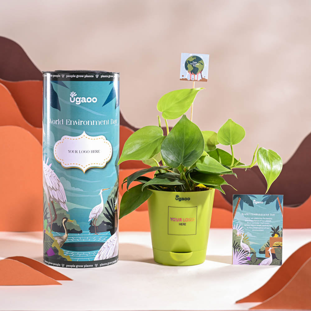 Philodendron Oxycardium Green Plant For Environment Day Gifting