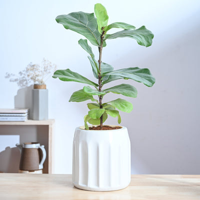 Blushing Sun Ceramic Planter