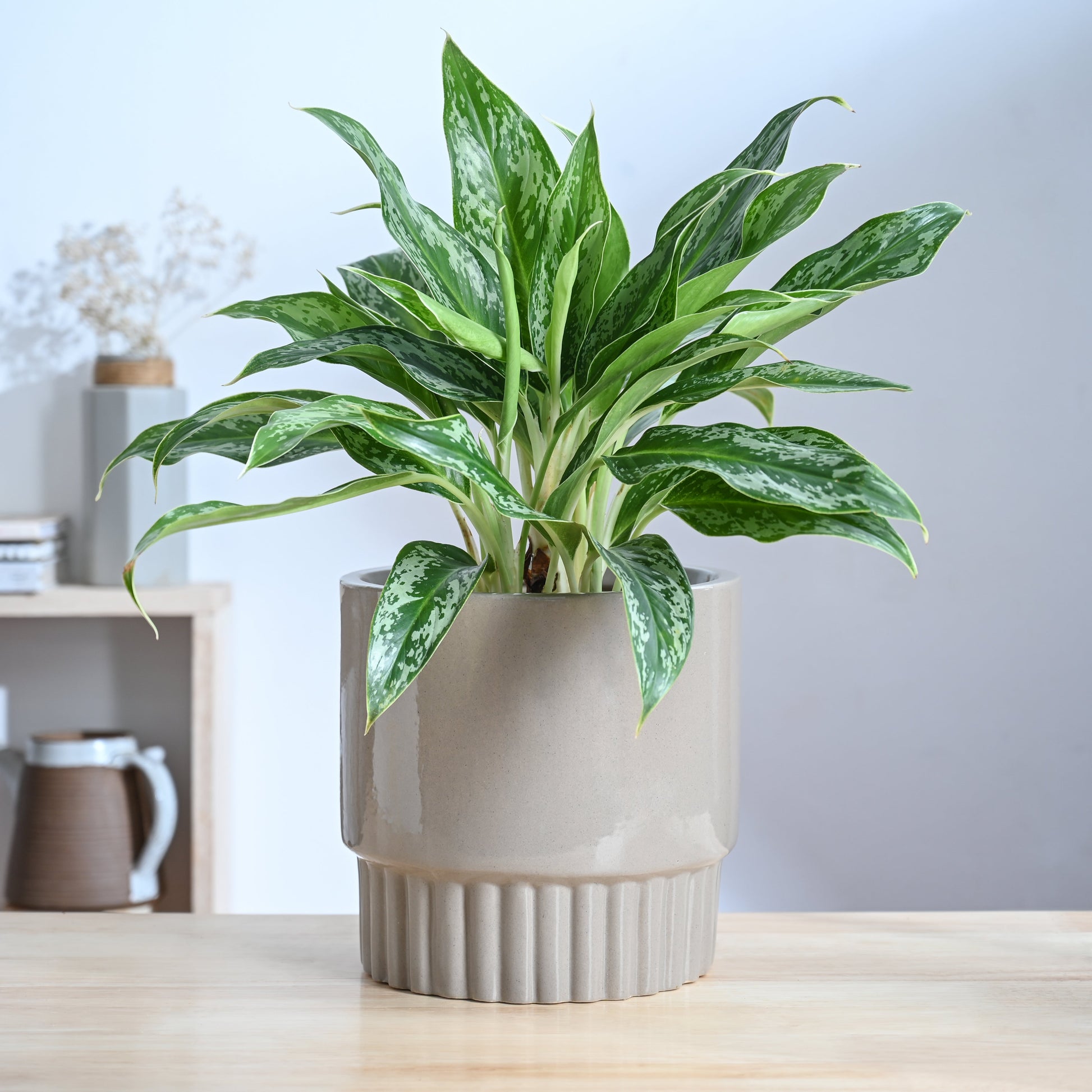 Immortal Nights Ceramic Planter