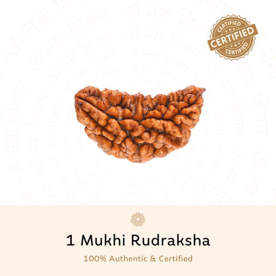 Premium 1 Mukhi Rudraksha