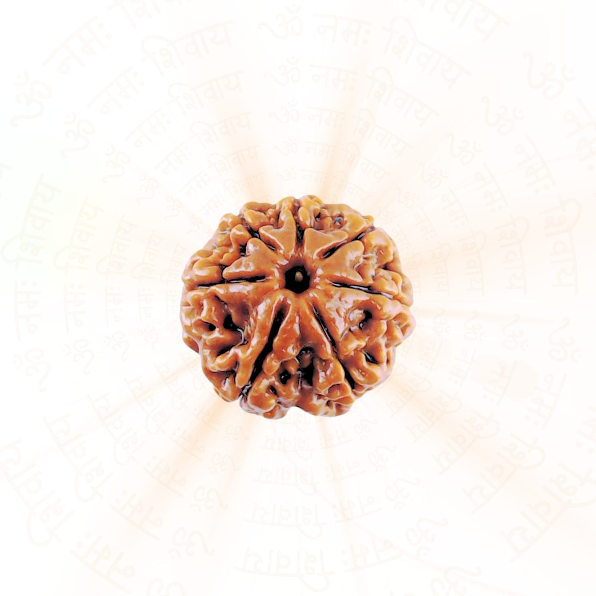 6 Mukhi Rudraksha ( Nepali )