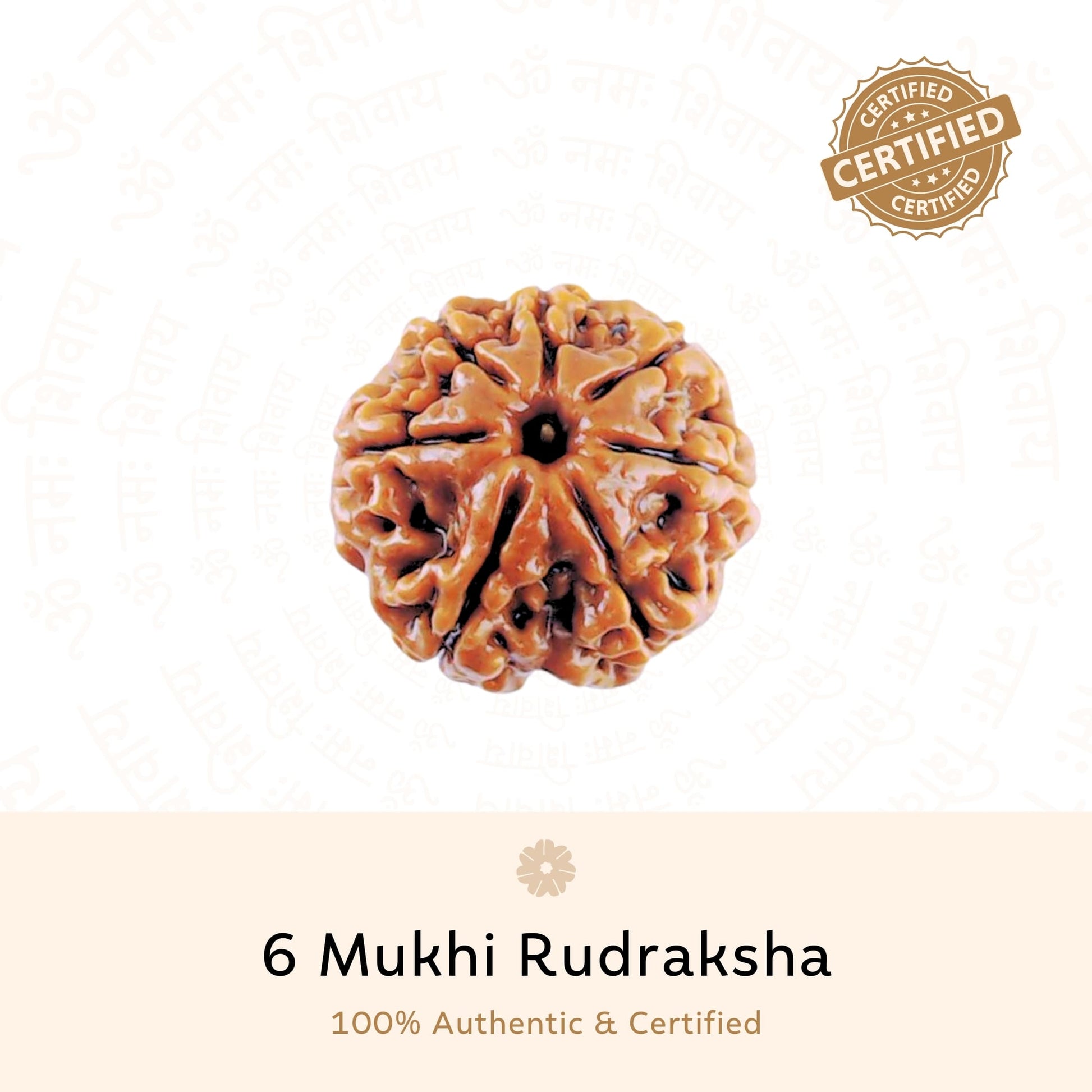 6 Mukhi Rudraksha ( Nepali )